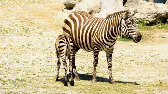 Zebra in african territory