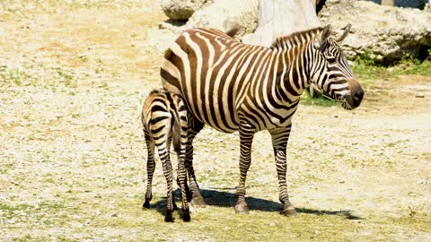 Zebra in african territory