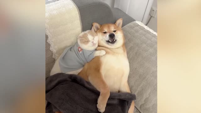 Funny Cats and Dogs