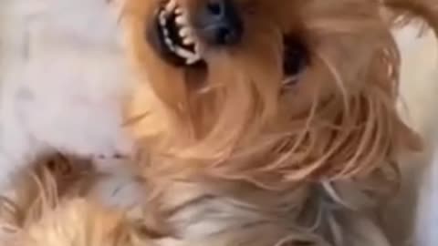 Rumble / com dogs catchy funny comedy video down the best