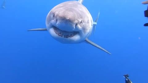 great white shark