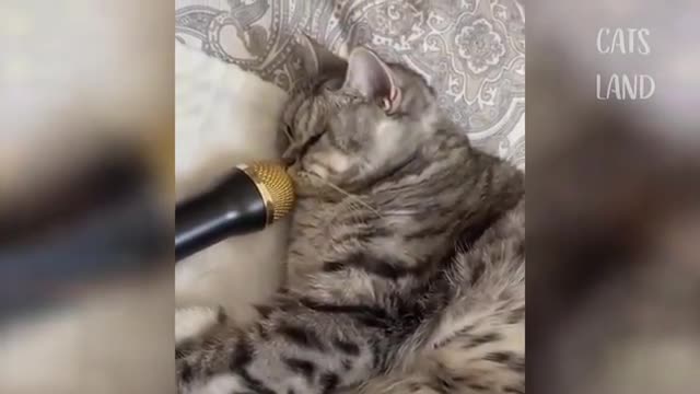 Best Funny Cat Videos 2020