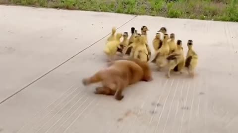 Pet dogs and ducklings