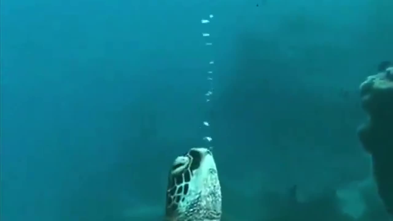 How sea turtles sleep