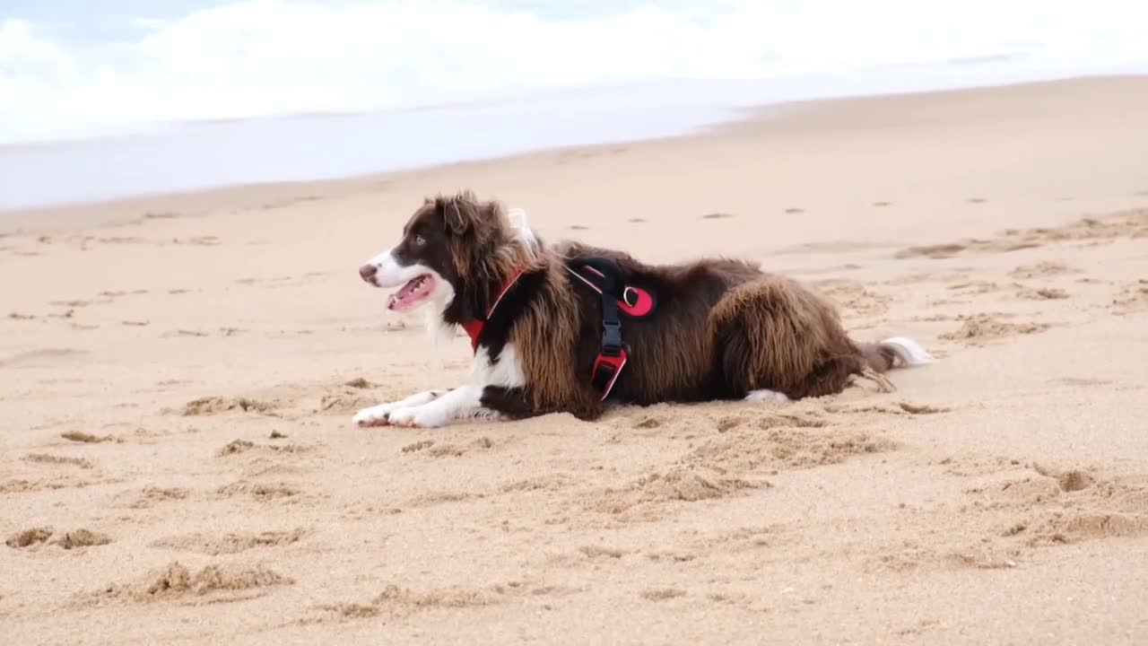 Beautiful Dog Enjoy Video