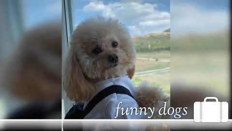 Baby Dogs - Cute and Funny Dog Videos Compilation, cute Animals