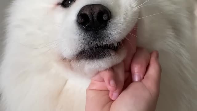 #dog #samoyed #shorts Proof That My Dog Has The Purest Heart 🥺