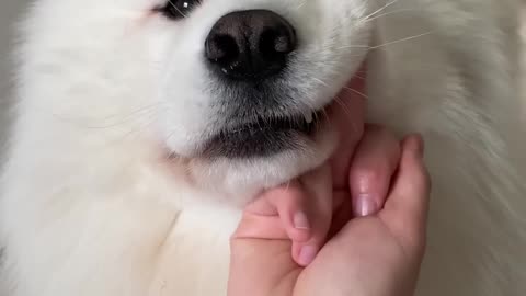 #dog #samoyed #shorts Proof That My Dog Has The Purest Heart 🥺