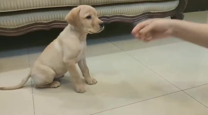 Dog for tAreinig best of happy