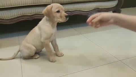 Dog for tAreinig best of happy
