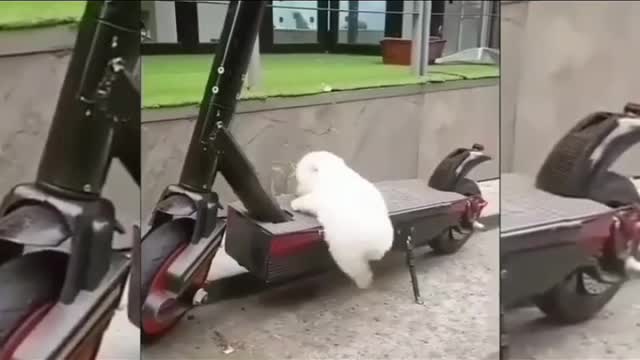 cute & funny dog -tik tok funny dog #shorts #shortvideo