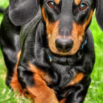 Top 10 Most Popular Dog Breeds in the USA Part 1