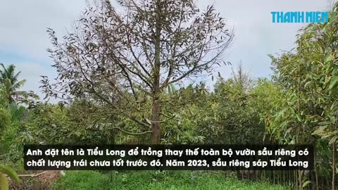 Sầu riêng giống mới Tiểu Long_ Nghe tên lạ, có ngon như lời đồn_