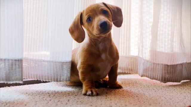 Cute Moment -- Puppies -- Enjoy