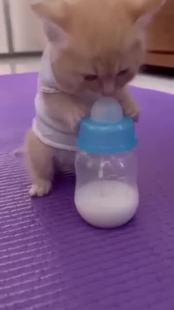 Cute cat drinking the milk