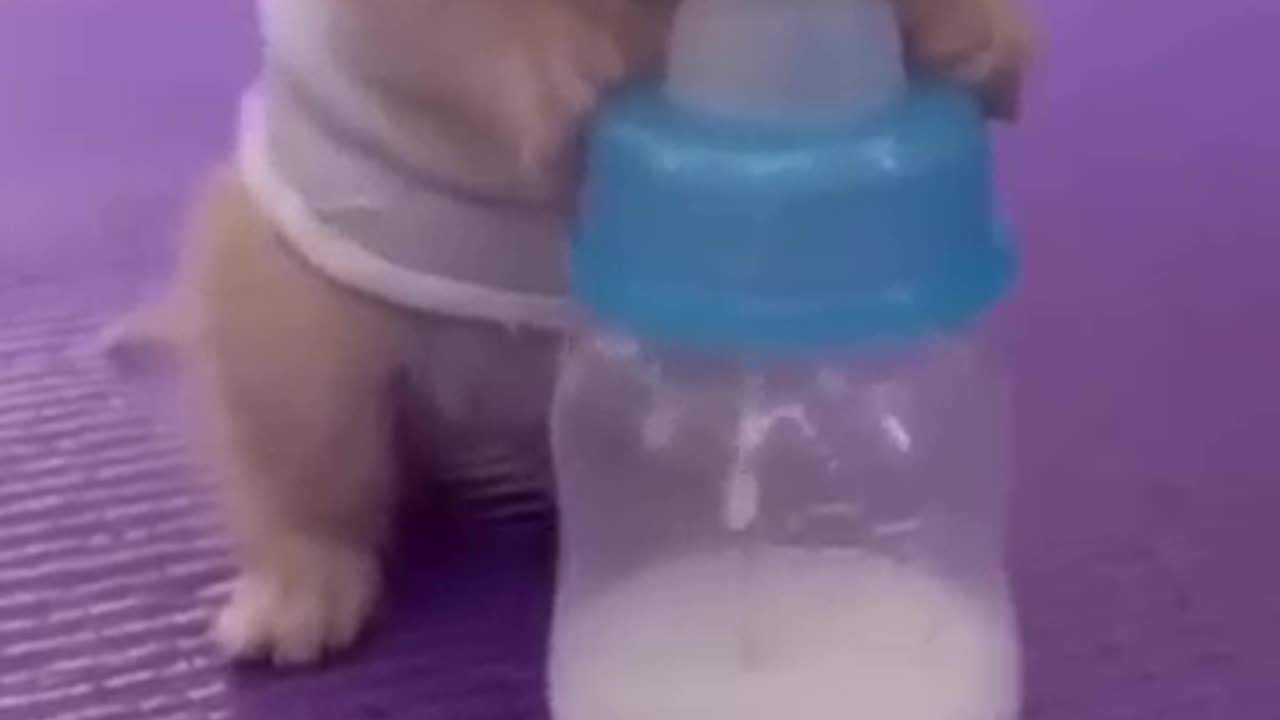 Cute cat drinking the milk