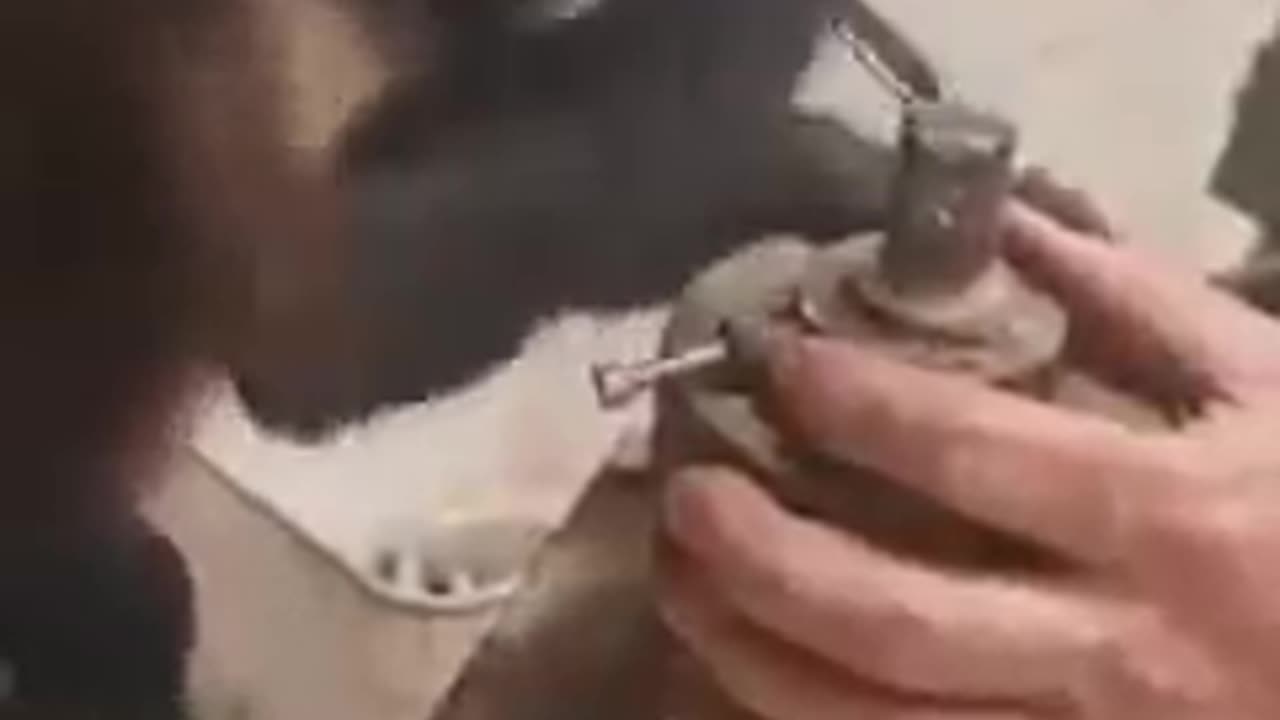 Mechanic Monkey