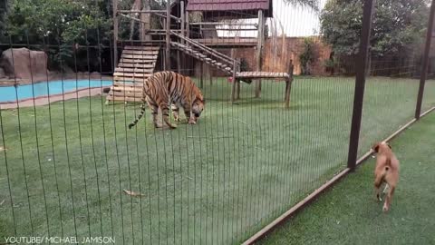 9 Cute Exotic Animals You Can Own as Pets