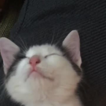 Cat sleeping head down