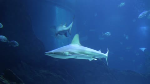 fish swimming underwater FHD