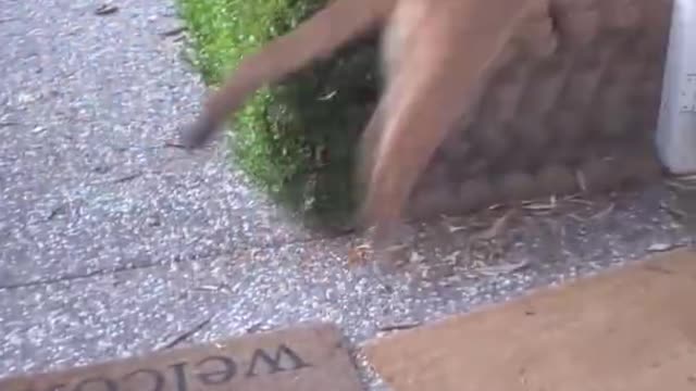 Mountain Lion Watching Children Play