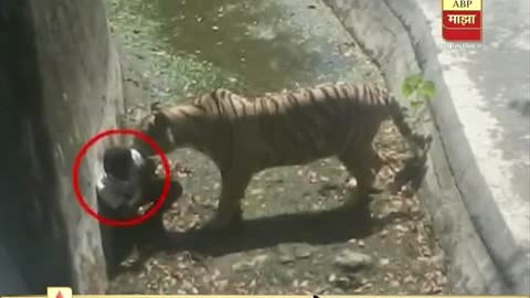 Delhi : Tiger killed 22-year-old youth in Delhi Zoo