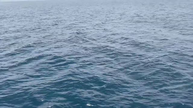 DOLPHINS DOMINATE WHALE WATCHING CRUISE