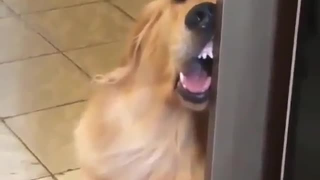 A dog leaning against the door to sleep