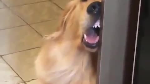 A dog leaning against the door to sleep