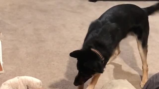 This dog😂😂😂