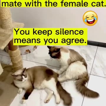 🤣 Best Funny Cute Cats Viral Clips 🤣 #shorts #trending #youtubeshorts