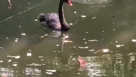What a big goose