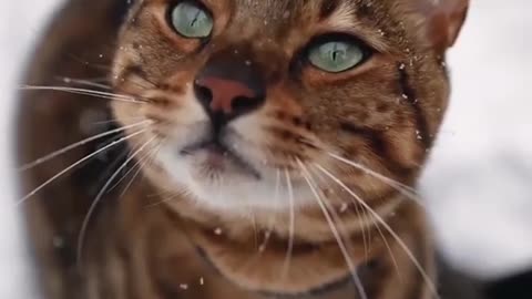 Cat Video For Cat Lovers