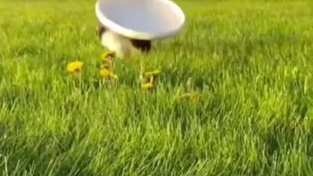 Try Not To Laugh