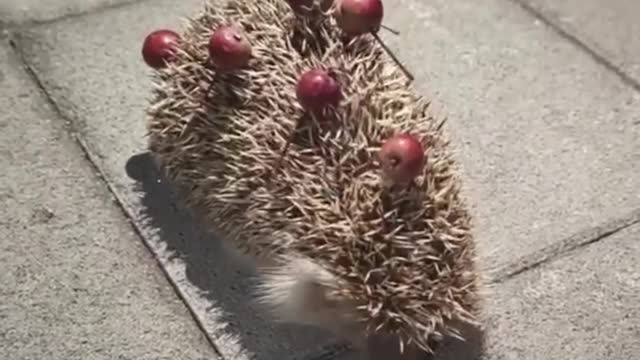 hedgehog