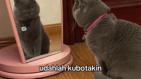 Cat Cute Funny 😍 eps=3
