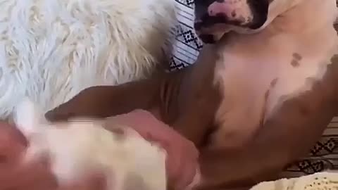 The owner wiped the dog's feet