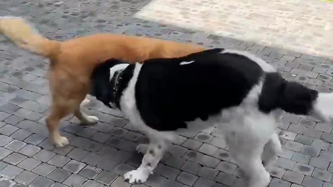 Funniest video of A dog reuniting with an old lost friend and couldn't stop doing thi