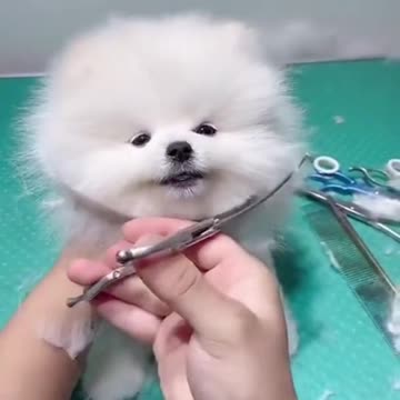 cute pet funny || cute pet short video || Dog Training cute pet dog