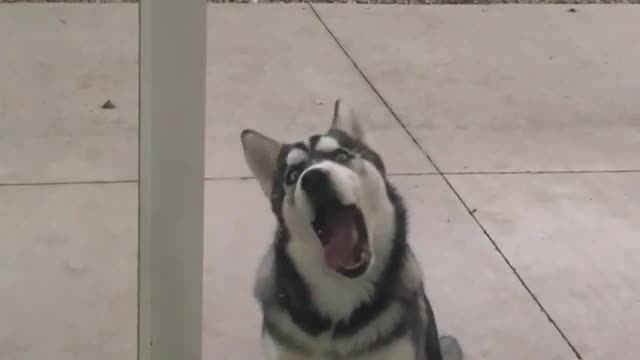 Crazy Husky Can't Stop Licking Glass Door