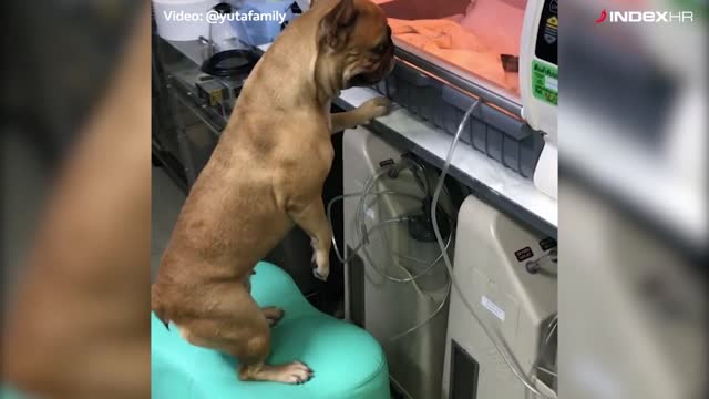 Kujica gleda svoje štence u inkubatoru