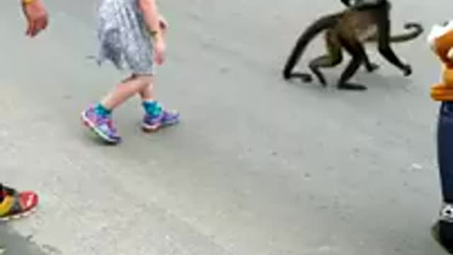Monkeys Attempt Abduction of Child
