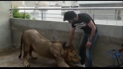 Playing With Simba Lion | Animal | Imran Abbas Fans Official