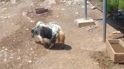 Big cow