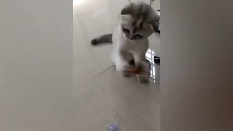 WARNING: Laughter Overload - The Ultimate Funny Cat Compilation!" 🤣💥