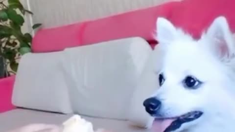 Funny dog try not to laugh #rumble#shorts