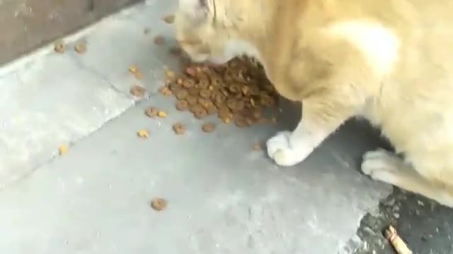 Feeding Street Cat Near Nasi Uduk Sellers