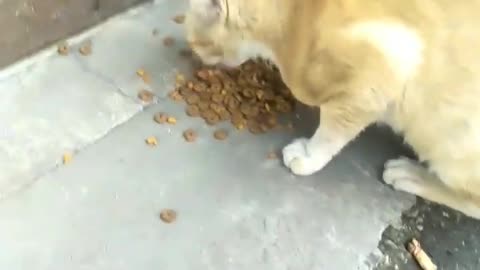 Feeding Street Cat Near Nasi Uduk Sellers