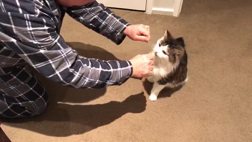 Cat Likes His Teeth Squeaky Clean And Thoroughly Flossed