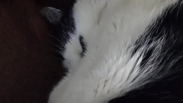 Cat Snoring - Snoring Cat